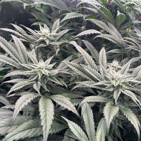 MiscxLAZ #22 C 42.33g growlog timeline photo