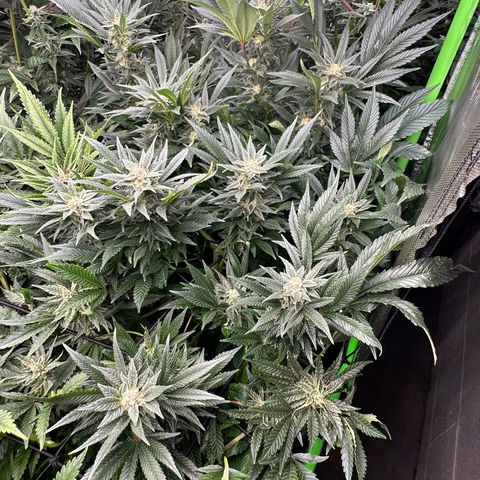 Fuel D.OG #2 Female 49.44g M growlog timeline photo