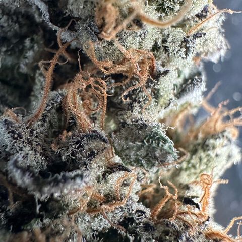 CxLAZ #31 58.75g growlog photo: Trimmed and moved to jar