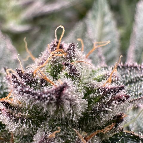 MiscxLAZ #22 C 42.33g growlog timeline photo