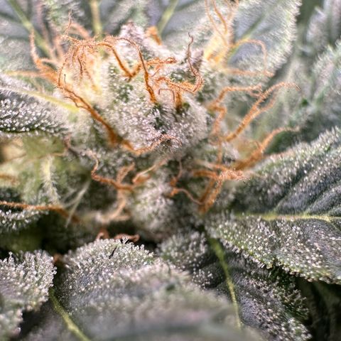 Fuel D.OG #2 Female 49.44g M growlog timeline photo