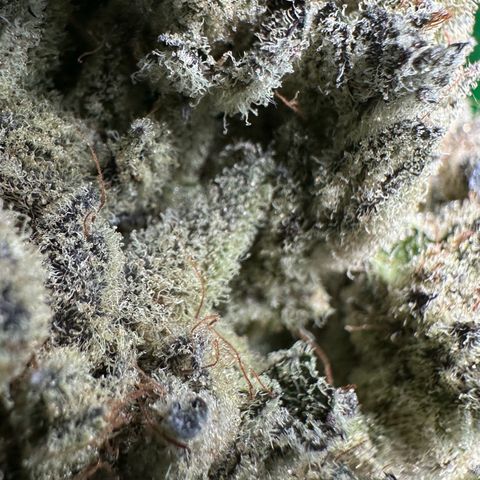 Misc x (LA Kush x Zkittles) #29 25.69g growlog timeline photo