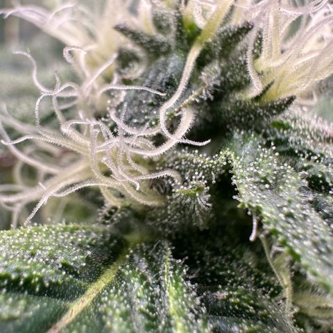 CxLAZ #20 C1 25g growlog timeline photo