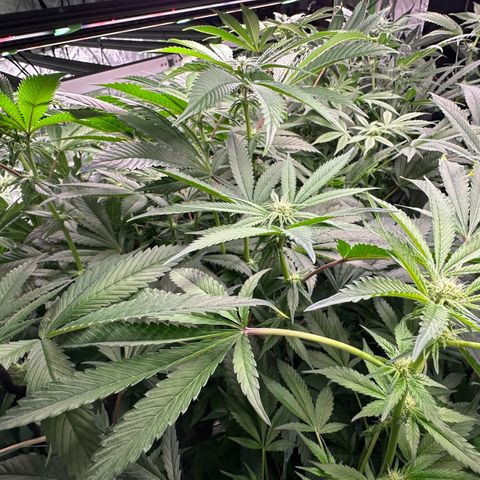 MiscxLAZ 5-4 34.63g growlog timeline photo