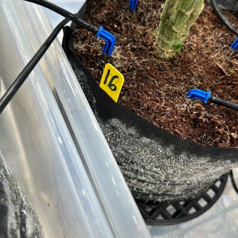 CxLAZ #16 50.72g growlog timeline photo