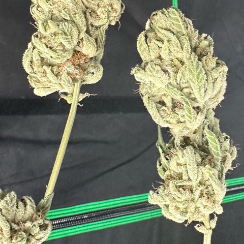 CxLAZ #15 52g growlog photo: Moved to plastic bag