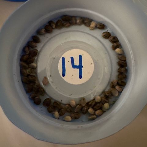 CxLAZ #14 53.59g growlog timeline photo