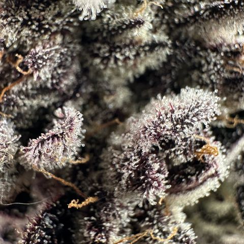 Misc x (LA Kush x Zkittles) #22 34.14g growlog timeline photo
