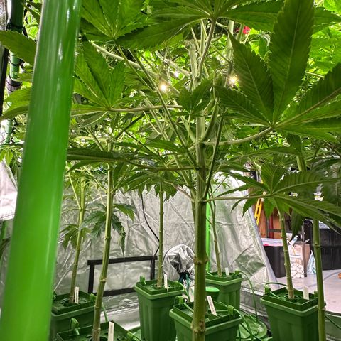 Fuel D.OG #2 Female 49.44g M growlog timeline photo
