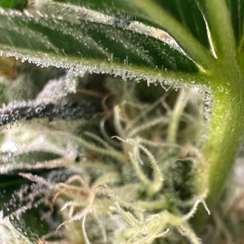 Fuel D.OG #2 Female 49.44g M growlog timeline photo