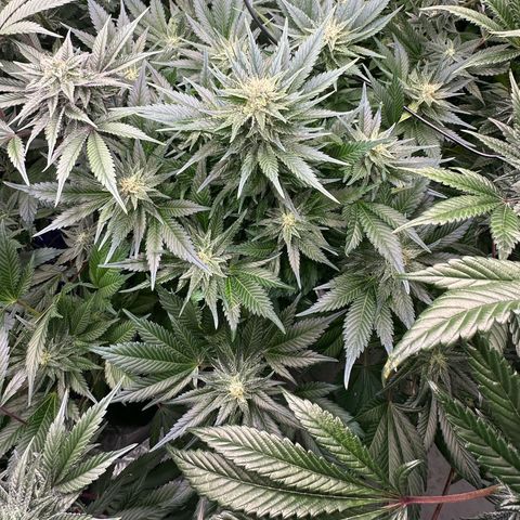 Fuel D.OG #1 Female 47.36g growlog timeline photo