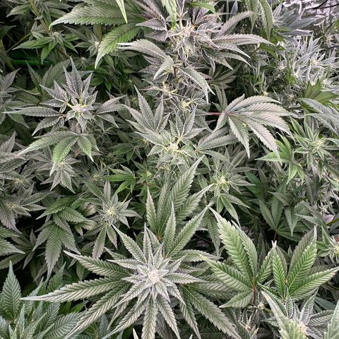 MiscxLAZ #37 C growlog timeline photo