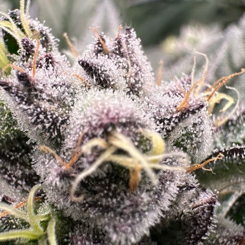 MiscxLAZ #22 C 42.33g growlog timeline photo
