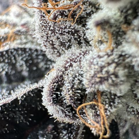 Misc x (LA Kush x Zkittles) #10 growlog timeline photo