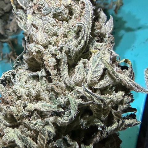 CxLAZ #15 52g growlog photo: Trimmed main cola