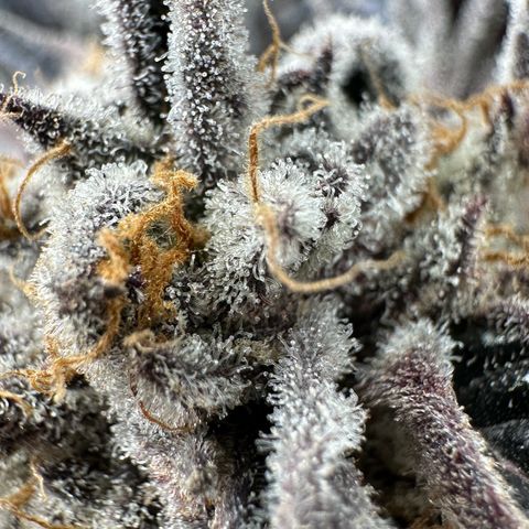 Misc x (LA Kush x Zkittles) #37 42.26g growlog timeline photo