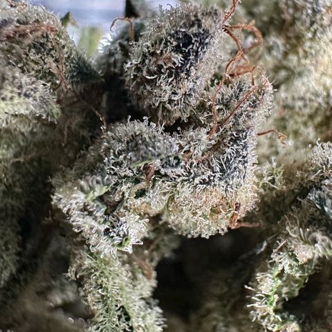 Misc x (LA Kush x Zkittles) #26 60.7g growlog timeline photo