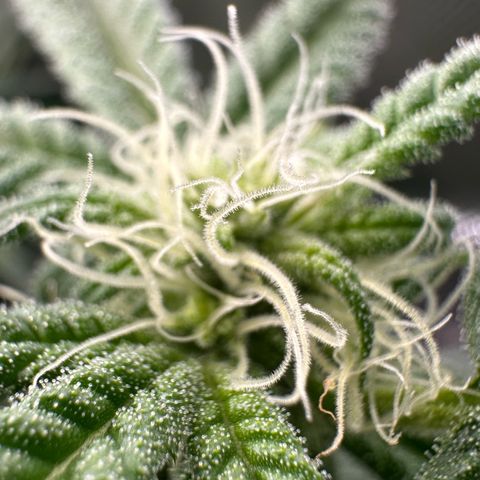 MiscxLAZ #08 C #1 growlog timeline photo