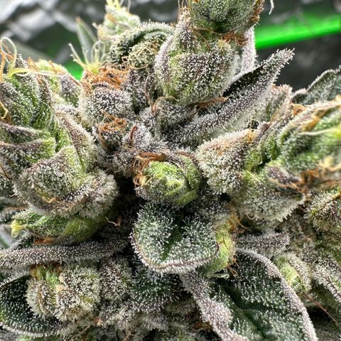 Misc x (LA Kush x Zkittles) #23 28.19g growlog timeline photo