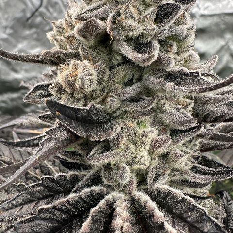 Misc x (LA Kush x Zkittles) #29 25.69g growlog timeline photo