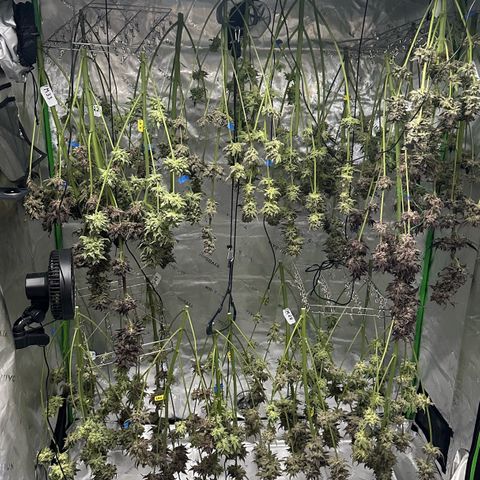Shaman growlog timeline photo
