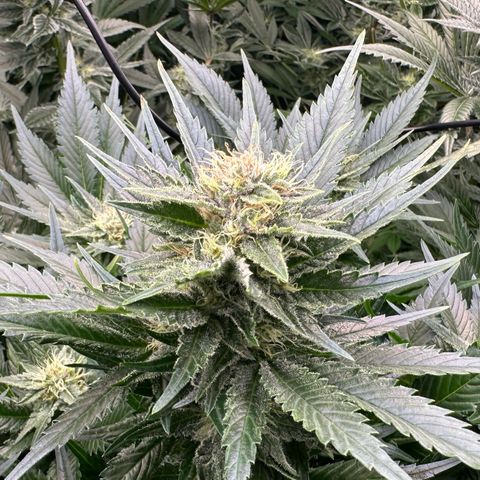 Fuel D.OG #1 Female 47.36g growlog timeline photo