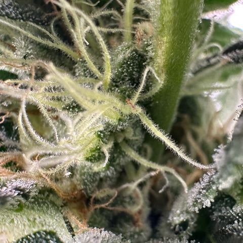 Fuel D.OG #2 Female 49.44g M growlog timeline photo