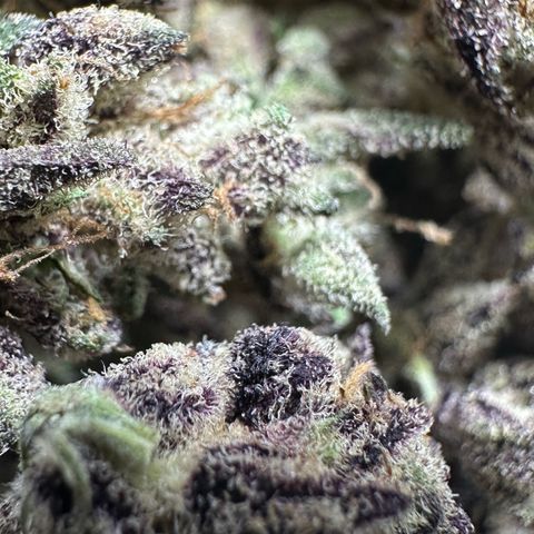 CxLAZ #03 45.52g growlog timeline photo