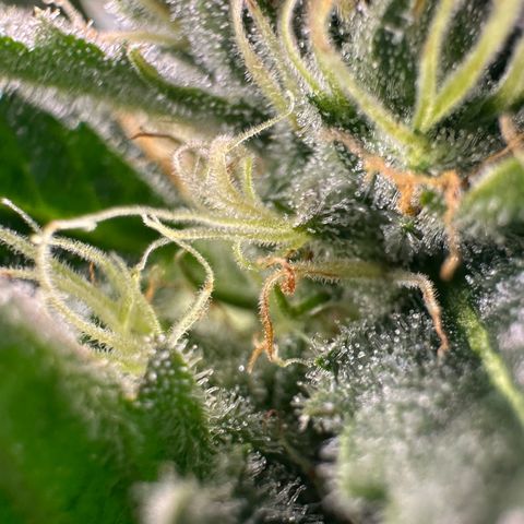 Fuel D.OG #1 Female 47.36g growlog timeline photo