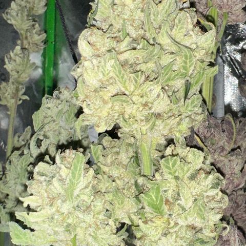 CxLAZ #15 52g growlog timeline photo