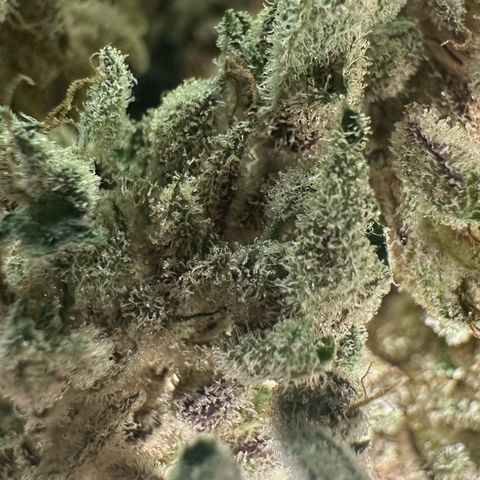Misc x (LA Kush x Zkittles) #28 13.53g growlog timeline photo