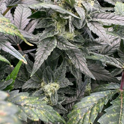 MiscxLAZ #08 C #1 growlog timeline photo