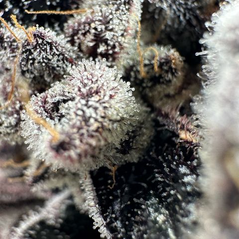 Misc x (LA Kush x Zkittles) #22 34.14g growlog timeline photo