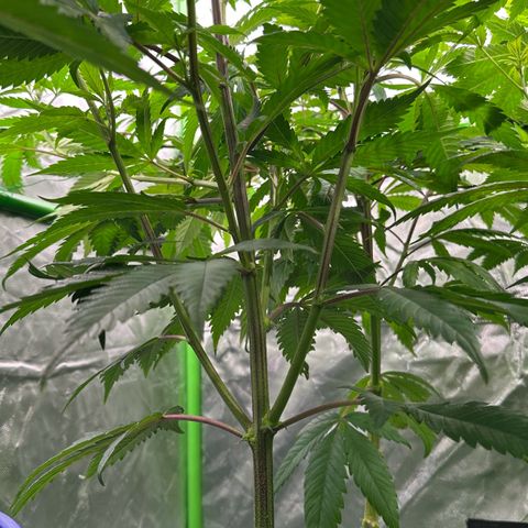 MiscxLAZ #22 C 42.33g growlog timeline photo