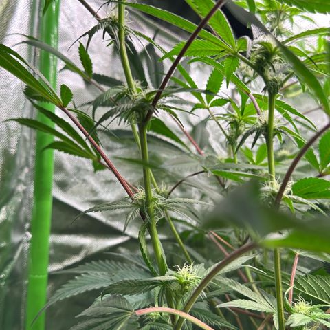 CxLAZ #03 C #1 58.58g growlog timeline photo