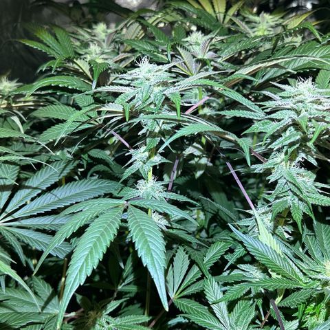 Fuel D.OG #1 Female 47.36g growlog timeline photo