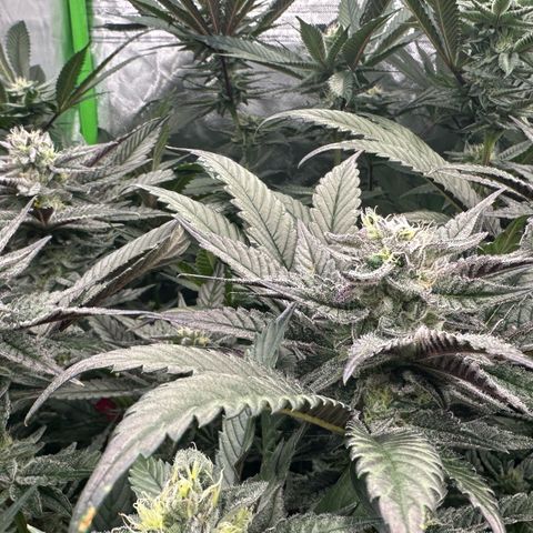 MiscxLAZ #29 C growlog timeline photo
