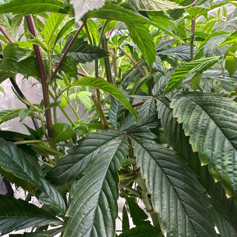 MiscxLAZ #26 C #2 growlog timeline photo