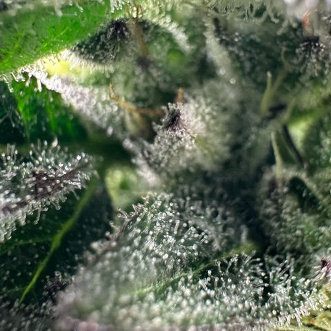 MiscxLAZ #22 C 42.33g growlog timeline photo