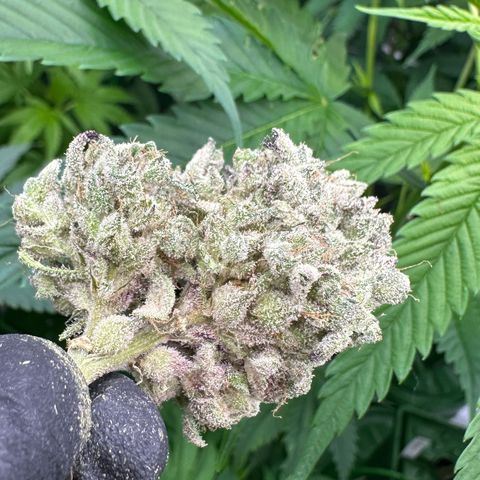 CxLAZ #24 37.13g growlog photo: Seeded bud