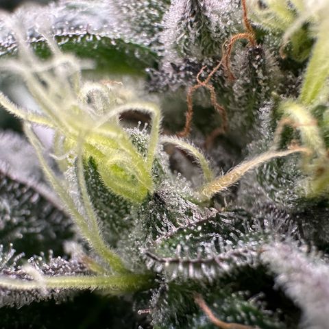 CxLAZ #03 C #1 58.58g growlog timeline photo