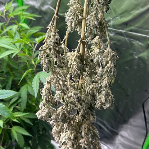 Shaman growlog timeline photo