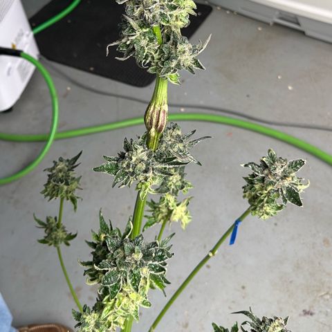 Misc x (LA Kush x Zkittles) #05 growlog photo: Harvest day