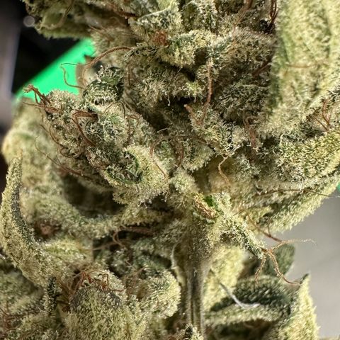 Misc x (LA Kush x Zkittles) #23 28.19g growlog timeline photo