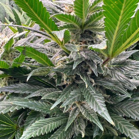 Fuel D.OG #2 Female 49.44g M growlog timeline photo