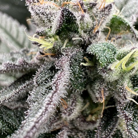MiscxLAZ #22 C 42.33g growlog timeline photo