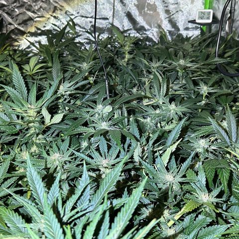 Fuel D.OG #1 Female 47.36g growlog timeline photo