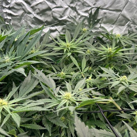Fuel D.OG #1 Female 47.36g growlog timeline photo