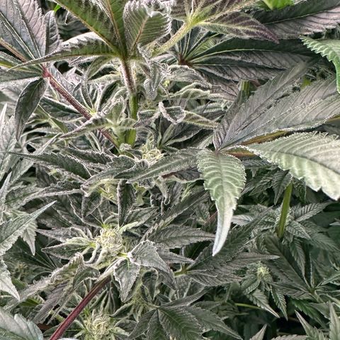 MiscxLAZ #37 C growlog timeline photo