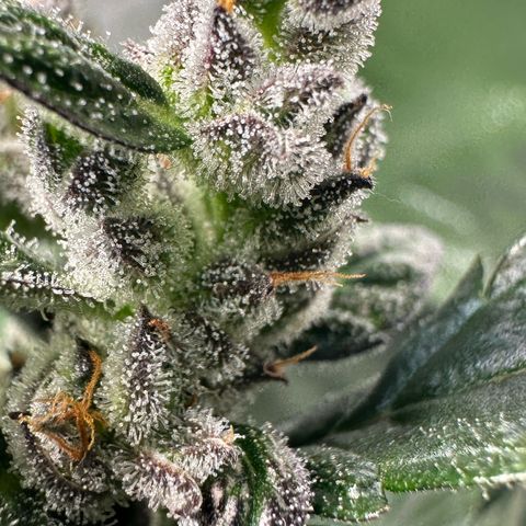 Auto Think Different  #1 growlog timeline photo